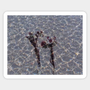 Dancing cactus flowers in water ripples Sticker